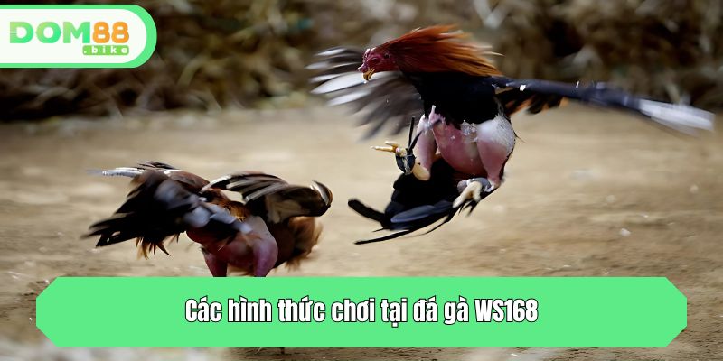 Đá Gà WS168 - Sảnh Cá Cược Chọi Kê Đỉnh Cao Tại DOM88 4 Các hình thức chơi tại đá gà WS168