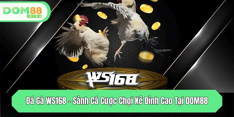 Đá Gà WS168 - Sảnh Cá Cược Chọi Kê Đỉnh Cao Tại DOM88 1 da ga ws168 sanh ca cuoc choi ke dinh cao tai dom88