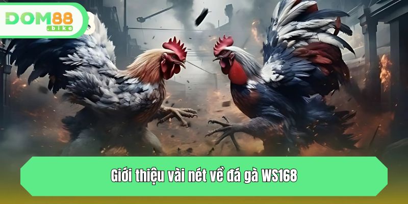 Đá Gà WS168 - Sảnh Cá Cược Chọi Kê Đỉnh Cao Tại DOM88 2 Giới thiệu vài nét về đá gà WS168